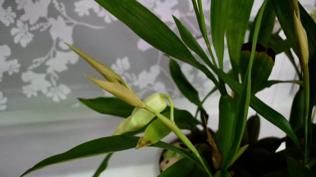 Гибридная каттлея смотреть онлайн