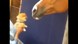 Лучшие мемы 2017