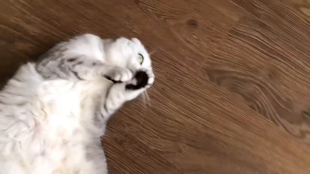 Толстая кошка / Just cute fat cat смотреть онлайн