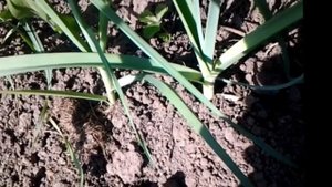 Как вырастить ЛУК-ПОРЕЙ. Посадка.Уход.