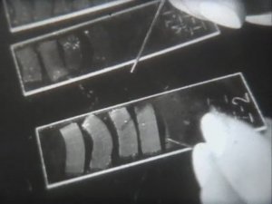 Физиология человека. Методы изучения тканей