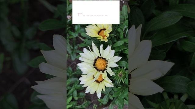 Газания или Гацания (Gazania).?