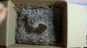 Как вырастить грибы в домашних условиях.