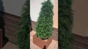 Искусственные Туи (ручная работа)