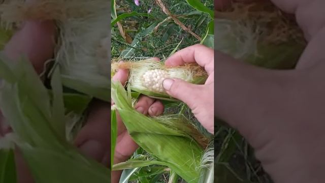 Как узнать, что кукуруза ? созрела...
