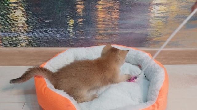 Золотая Шиншилла , мальчик смотреть онлайн