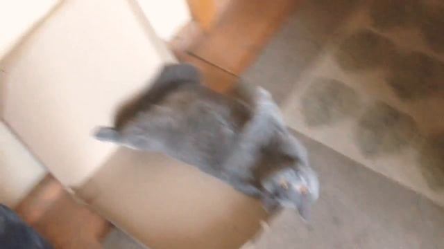 Шотландская прямоухая Умка смотреть онлайн