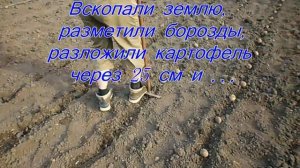 Самодельная ручная сажалка для картофеля -часть 2 + всходы!