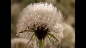 СВ "Поляна". Музыка: Александр Чиненков, стихи: Борис Баркас, аранжировка: Вадим Голутвин
