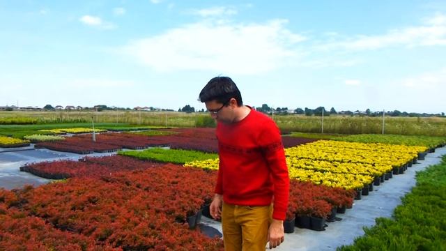 Як правильно вибрати і купити декоративні рослини