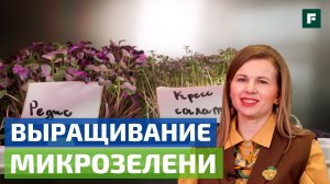 МИКРОЗЕЛЕНЬ ДОМА: КАК ВЫРАСТИТЬ КРЕСТ-САЛАТ, КАЛЬРАБИ И ПШЕНИЦУ НА ПОДОКОННИКЕ? // FORUMHOUSE