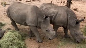 Животные Африканской Саванны (Animals of the African Savanna), видео для детей (video for kids)