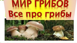 Виды грибов Классификация грибов