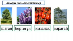 4 сынып жаратылыстану 1 сабақ Төменгі және жоғары сатыдағы өсімдіктер