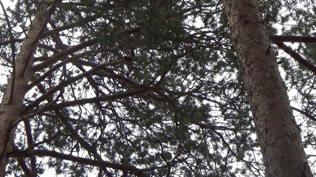 Белка в лесу 15.10.2020 смотреть онлайн