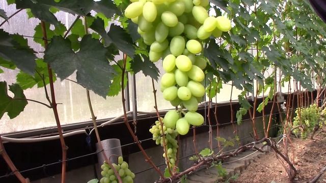 Виноград сорт Самородок