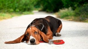 Самые Глупые Породы Собак в Мире ТОП 10 Дрессировка Пёс Бульдог Мастиф Чау-чау Пекинес Ши-тцу Борза