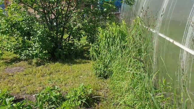 Зайцы на даче смотреть онлайн