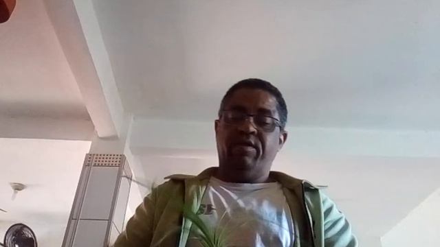 PATA DE ELEFANTE, BEAUCARNEA, OU NOLINA, SAIBA COMO FAZER OS REPLANTE EM VASOS. A TERRA CERTA.(1) смотреть онлайн