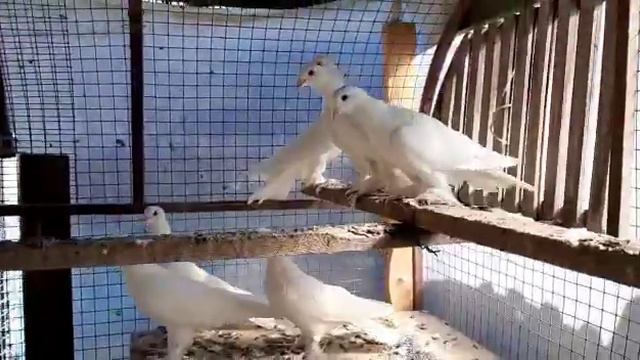 Продам бакинские Широкохвостые смотреть онлайн