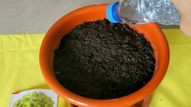 How to Grow Basil in Pots - THE SIMPLE AND EASY WAY смотреть онлайн