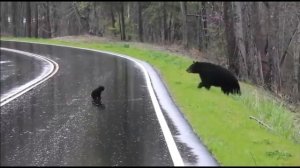 Чем опасны черные медведи (Ursus americanus) при нападении