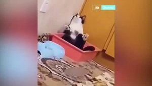 Смешные животные, собачки, кошечки. Смех до слез. Плакать от радости. Забавное видео 2023