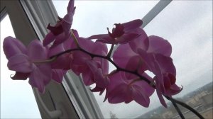 УХОД за ОРХИДЕЯМИ. ОСНОВНЫЕ МОМЕНТЫ / как это делаю Я