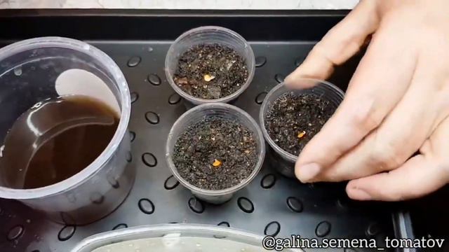 ВЫСАДКА ПРОРОЩЕННЫХ СЕМЯН В ГРУНТ🌱 смотреть онлайн