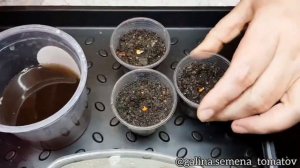 ВЫСАДКА ПРОРОЩЕННЫХ СЕМЯН В ГРУНТ🌱