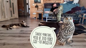 Сова филин Ёль пришла в дом порядки проверять. Кошка Морошка научилась уважать зону комфорта совы