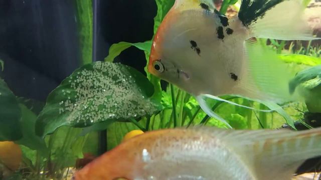 Скалярии Кои! Нерест в общем аквариуме, уход за икрой! смотреть онлайн