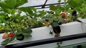 Малообьемка для клубники часть 7. Созревание ягоды