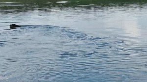 Ты куда Одиссей, от жены и детей!