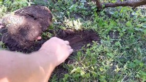 Что для виноградника лучше,задернение или чёрный пар???