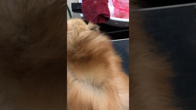 Приводим шпица в порядок. Вычёсывайте колтунов из густого подшерстка? смотреть онлайн