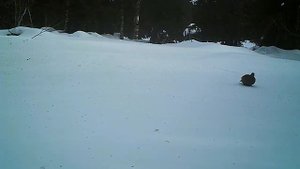 Глухарка на снегу, Хальсория, январь 2018 года