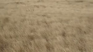 Крутая балка-  ст. Незамаевская (Краснодарский край)