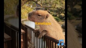 капибара песня