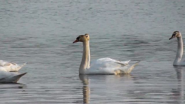 Стая лебедей остановилась для отдыха на озеро г. Киржач. смотреть онлайн