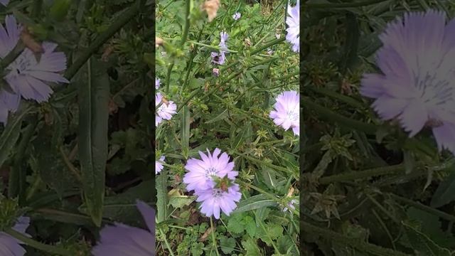 #цикорийобыкновенный#август. Красиво цветёт цикорий обыкновенный.Полевые цветы? смотреть онлайн