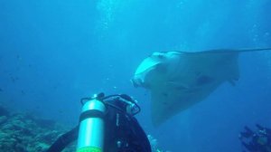 Scuba Diving - King Manta, Maldives, Vilamendhoo, feat. Aimée Baumstark