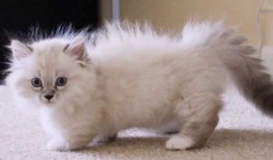 Подборка Милых и Забавных Видео с Котятами и Кошками