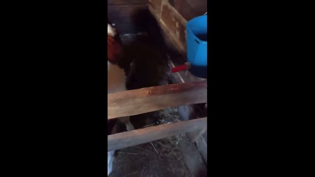 Кормление теленка.Выпаиваю телёнка из ведра с соской.