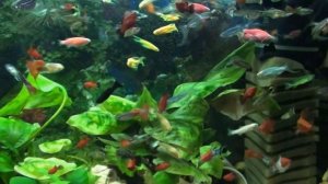 Кормление аквариумных рыбок белком вареного куриного яйца.