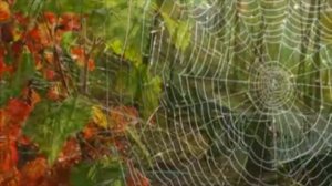 Мама, мамочка моя. исп. засл. арт. РФ В.Пьянов, комп. лаур. м. и в. конк. Г.Шарин, стихи И.Головко