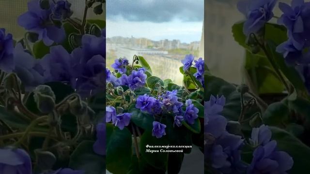 Фиалки трейлеры смотреть онлайн