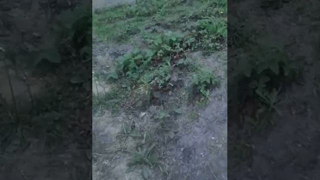 Я на даче. Разбила калено и палец смотреть онлайн