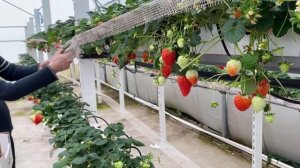 Поставляем рассаду земляники(клубники) ФРИГО из европы.