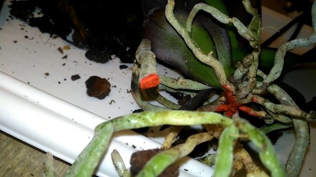 Орхидея каменная роза пересадка после покупки смотреть онлайн